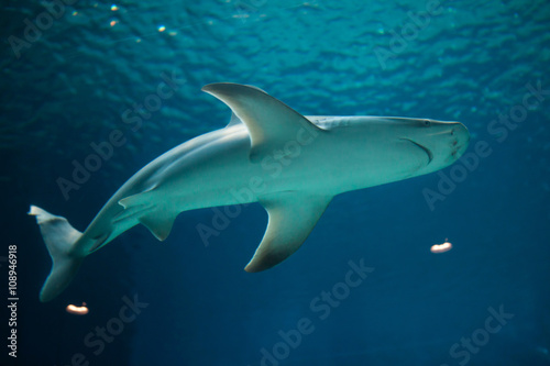 Sandbar shark (Carcharhinus plumbeus). © Vladimir Wrangel