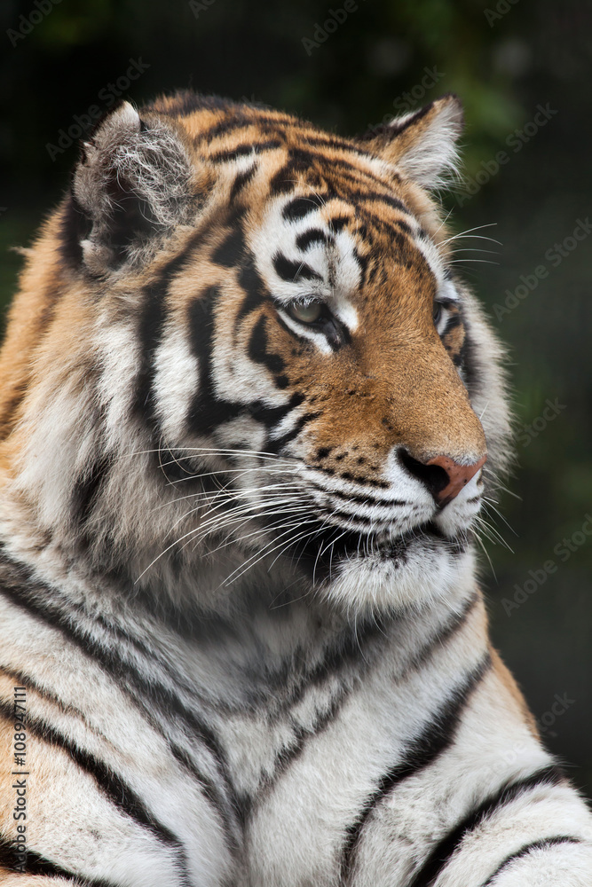 Fototapeta premium Tygrys syberyjski (Panthera tigris altaica)