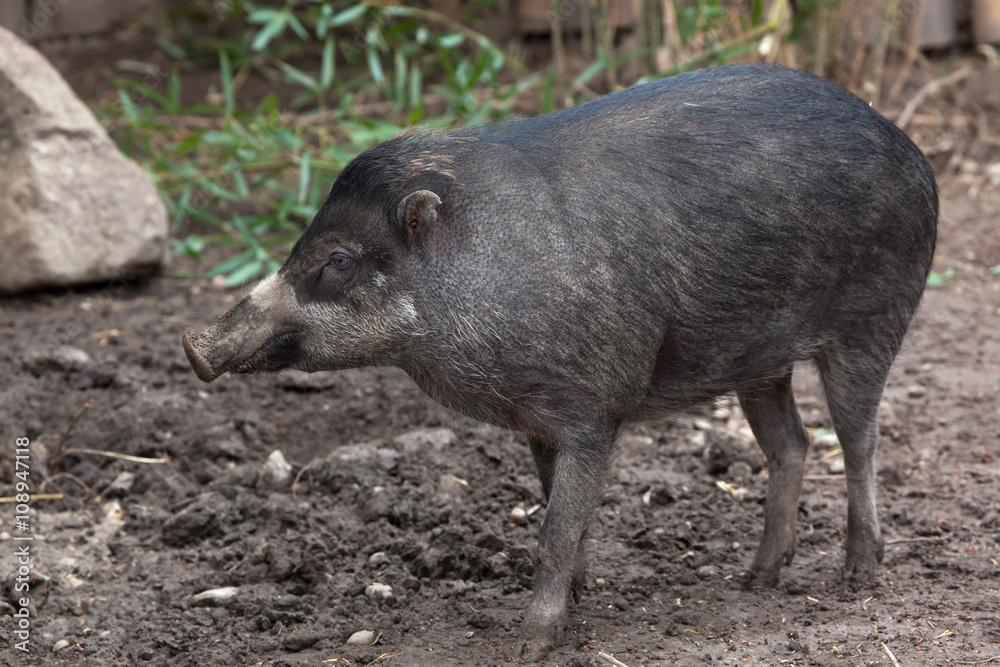 Visayan warty pig (Sus cebifrons). Visayan warty pig (Sus cebifrons).