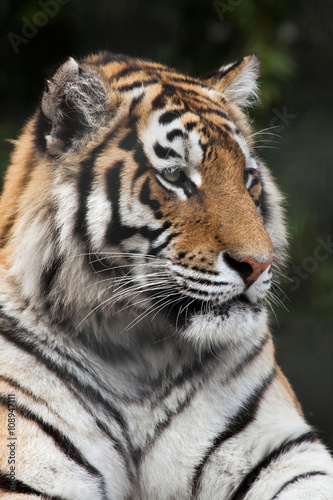 Siberian tiger  Panthera tigris altaica 