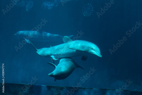 Common bottlenose dolphin (Tursiops truncatus). © Vladimir Wrangel