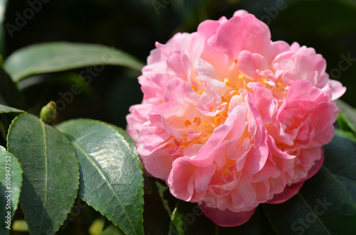 Obraz na plátně Pink camelia flower