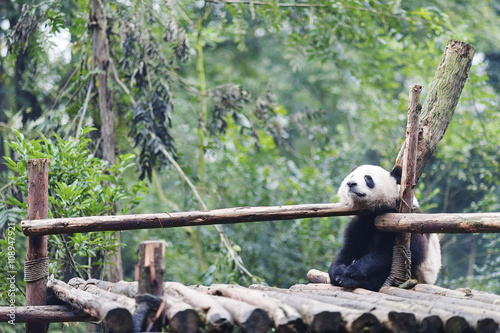 Sleeping panda