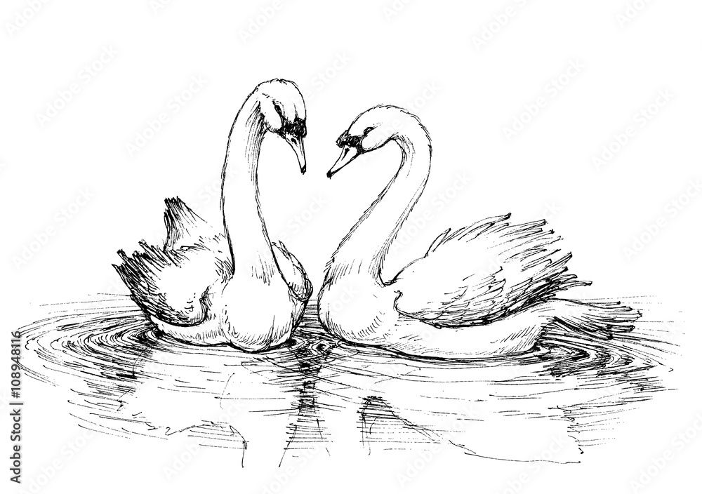 Obraz premium Two swans on lake