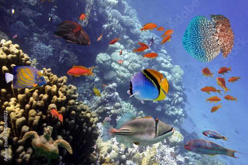 Fototapeta Naklejka Na Ścianę i Meble -  Coral Reef and Tropical Fish in the Red Sea, Egypt