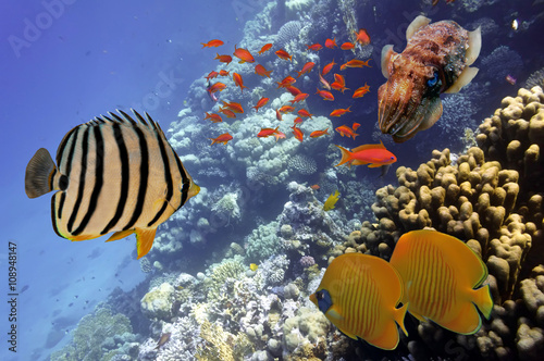 Coral Reef and Tropical Fish in the Red Sea, Egypt