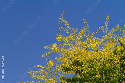 Caucasian endemic tree. Caucasian bladdernut. photo