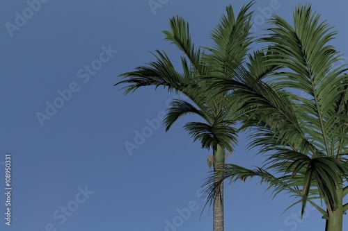 Palm Tree Alexander Alexanderpalme Archontophoenix alexandrae. Nice 3D Rendering
