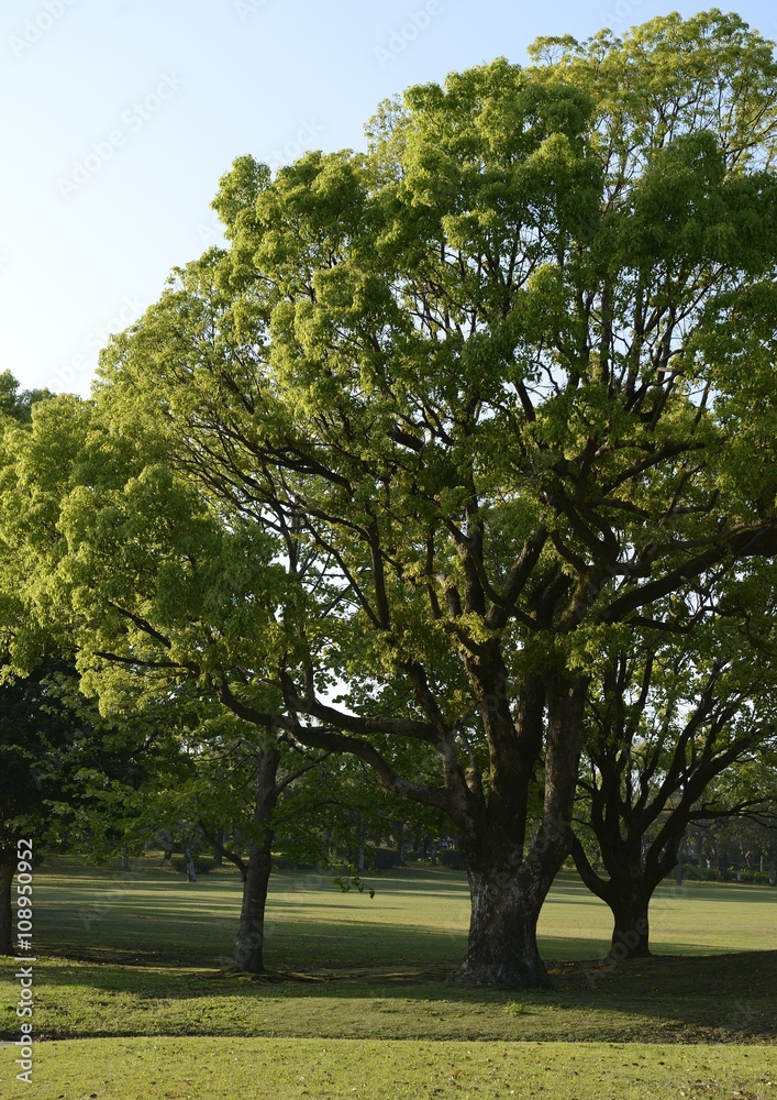 Obraz premium 新緑の大木