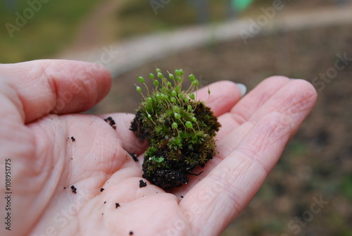 Hand holding ground with Bartramia pomiformis moss (the common apple-moss). It is a species of moss in the Bartramiaceae family. 
