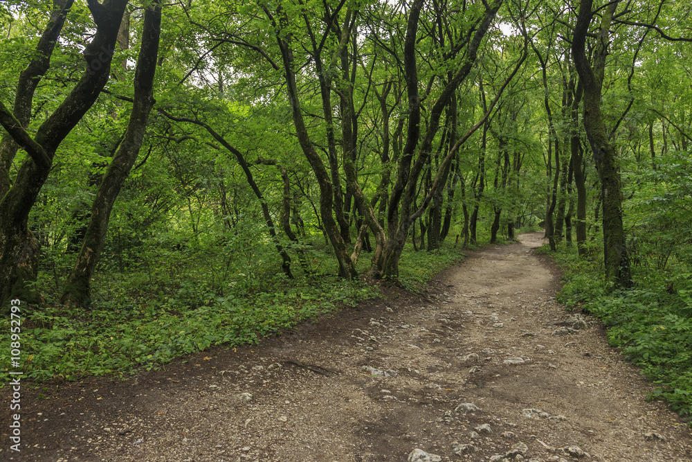 Trail into a green forest Trail into a green forest