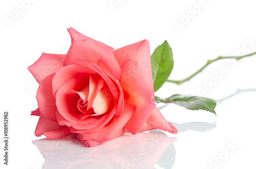 Beautiful pink rose isolated on white background