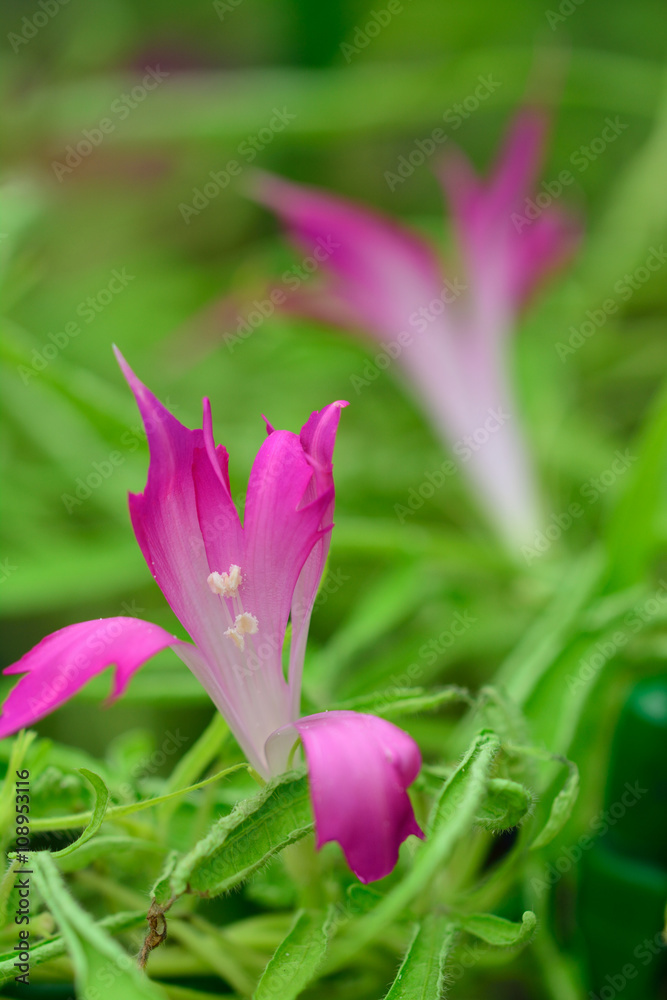 Fototapeta premium 伝統の朝顔＠国立歴史民俗博物館