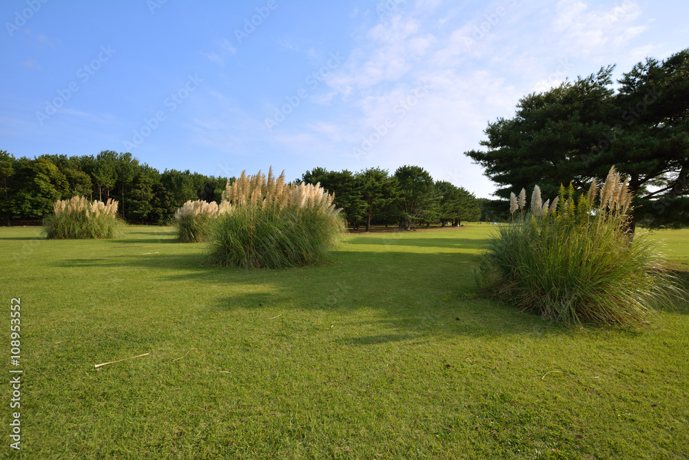 Obraz premium 大草原@国営ひたち海浜公園
