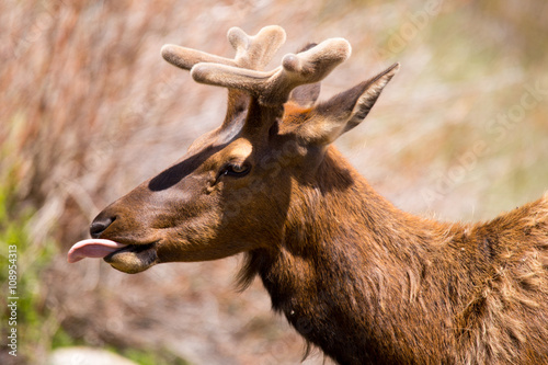 Fototapeta Naklejka Na Ścianę i Meble -  Young Bull Elk Feeding Grass in Rocky mountain National Park