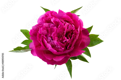 peony flower pink color