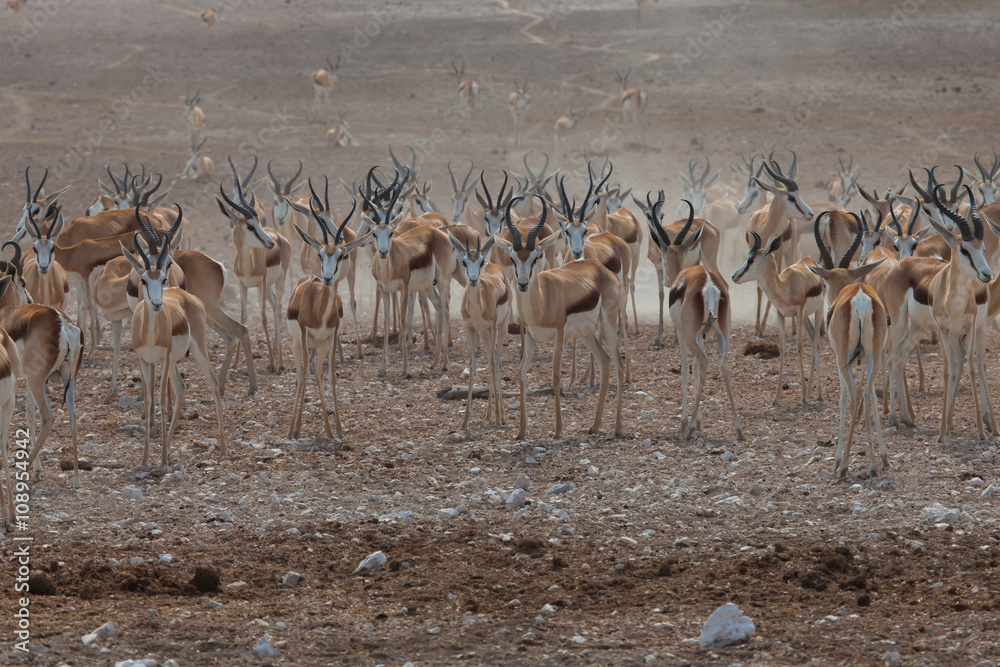 Springbockherde im Etosha-Nationalpark, Namibia Springbockherde im Etosha-Nationalpark, Namibia