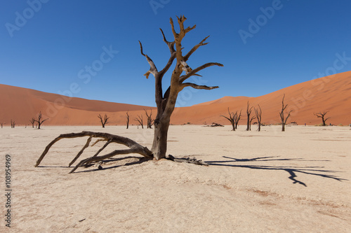 Tote Akazienb  ume im Deadvlei in der Namib-W  ste  Namibia