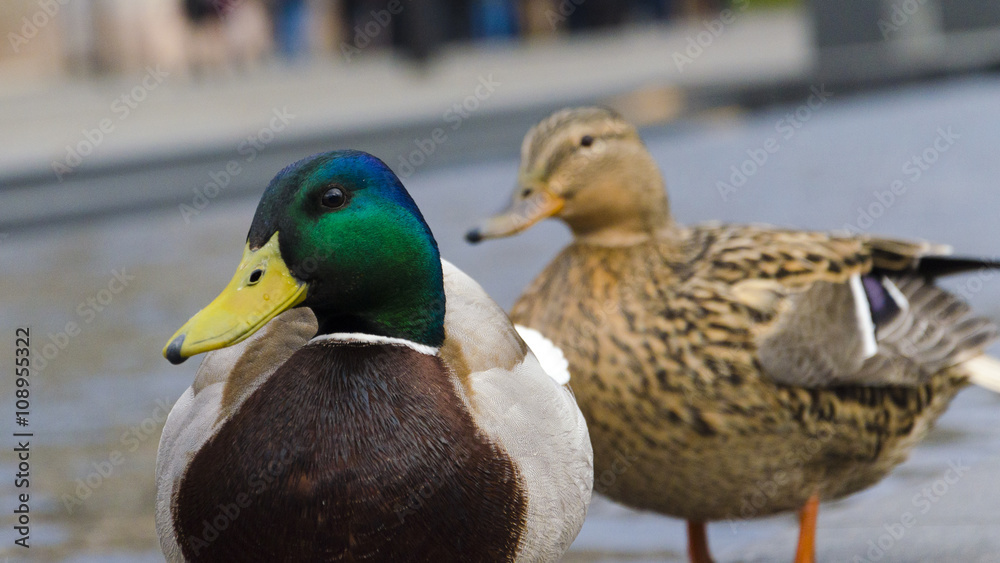 Deux canards en gros plan Deux canards en gros plan