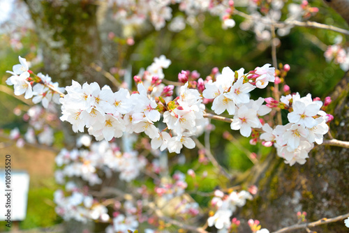桜 © hikaru