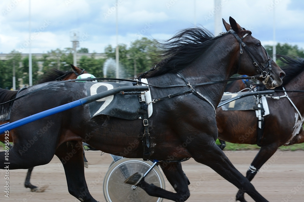 Portrait bay trotter in motion