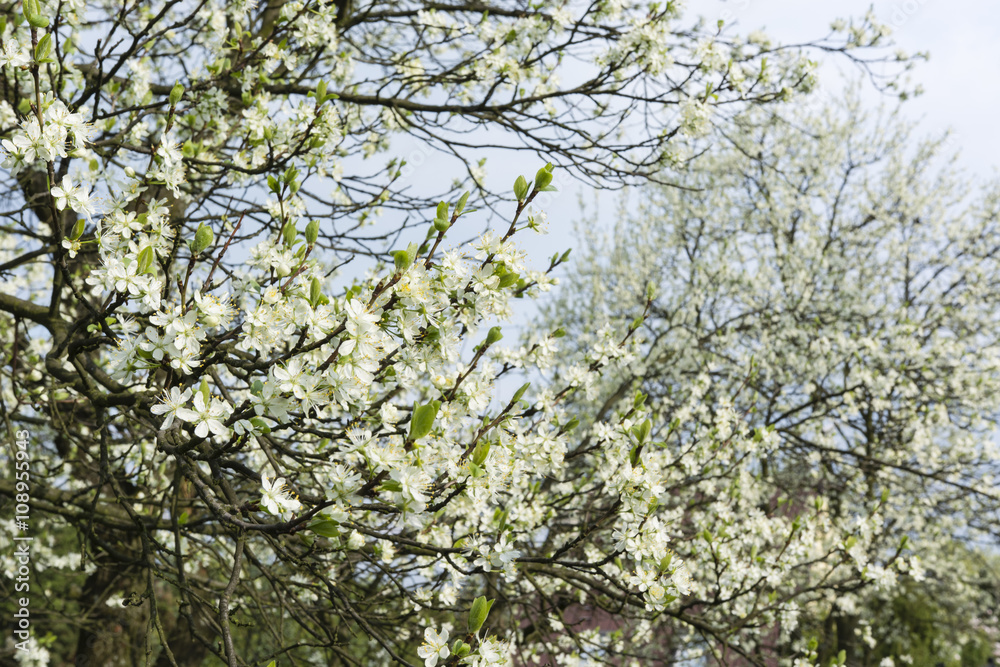 white flowers in the spring plum tree white flowers in the spring plum tree