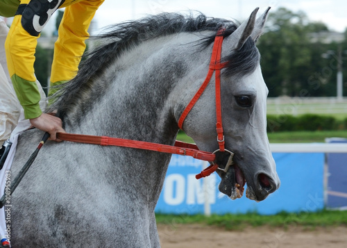 Portrait gray arabian stallion in motion on hippodrome