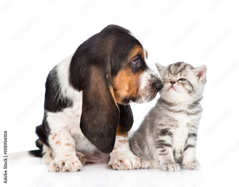 basset hound puppy sniffs tabby kitten. isolated on white backgr
