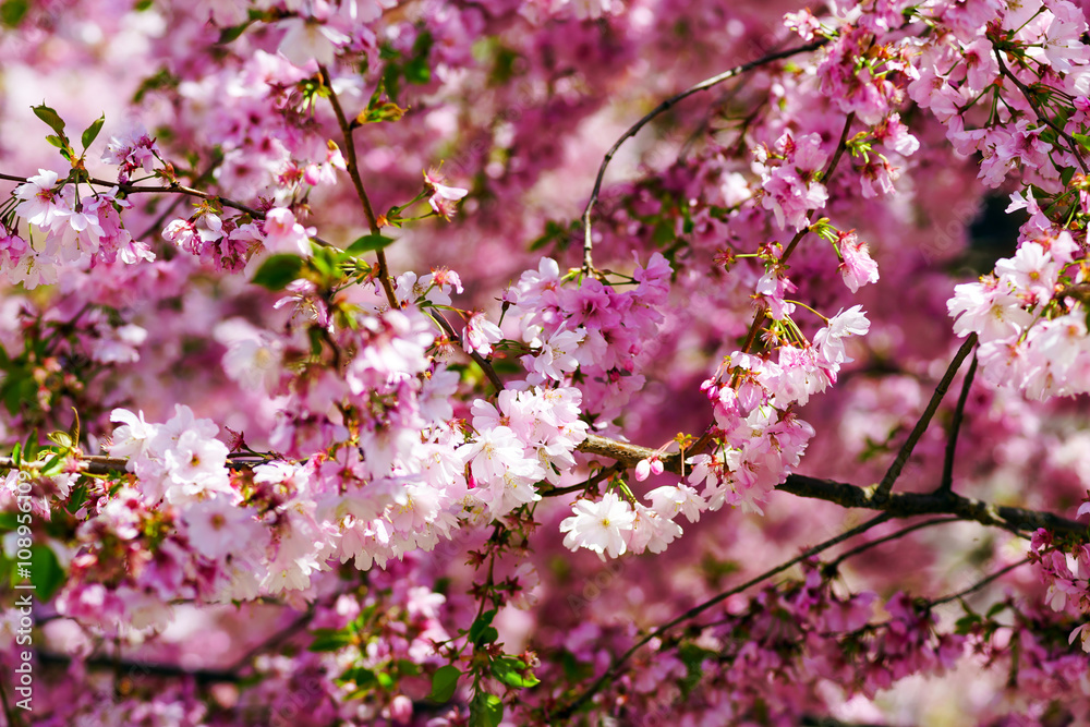Beautiful pink flowers of cherry on blue sky background Beautiful pink flowers of cherry on blue sky background
