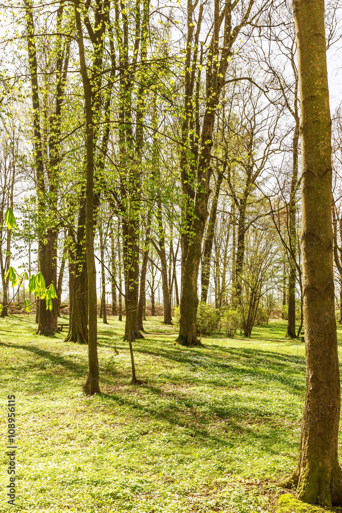 Obraz premium Forest in spring