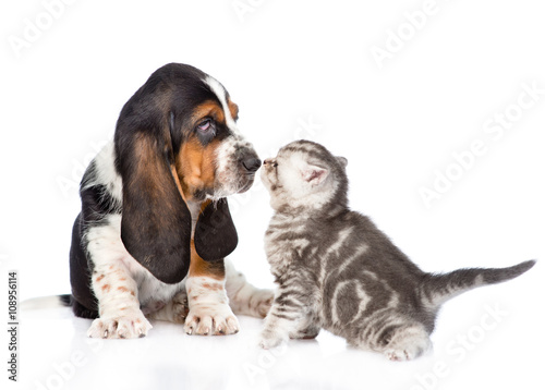basset hound puppy sniffing tabby kitten. isolated on white back