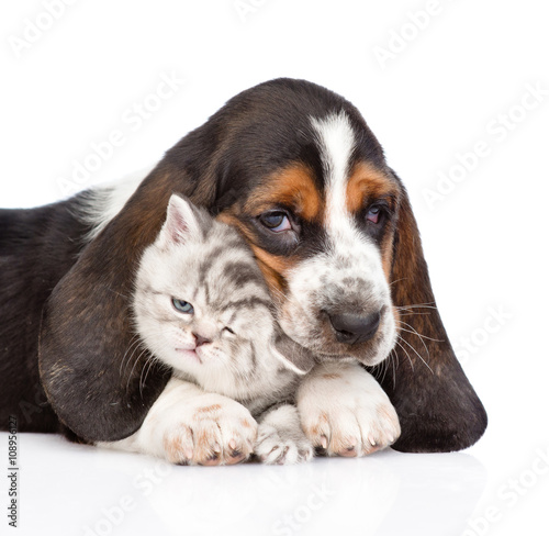 basset hound puppy embracing tiny kitten. isolated on white back