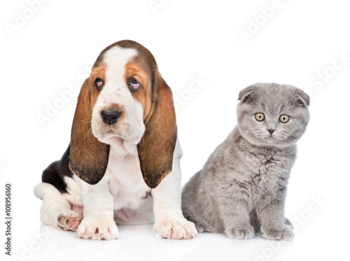 Scottish kitten sitting with basset hound puppy. isolated on whi
