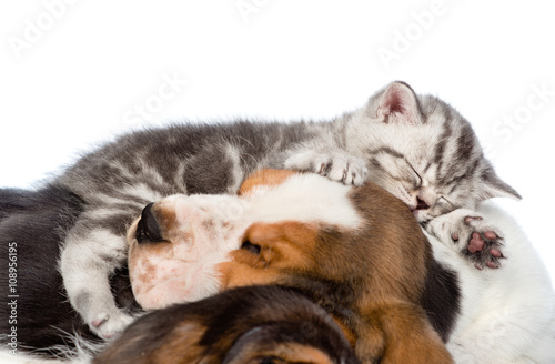 Tabby kitten sleeping on puppies basset hound. isolated on white © Ermolaev Alexandr