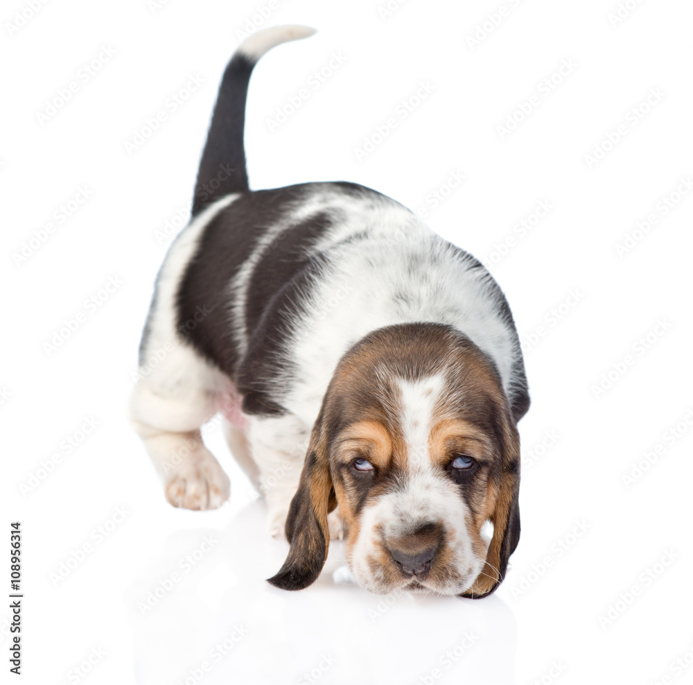 Basset hound cheap sniffing