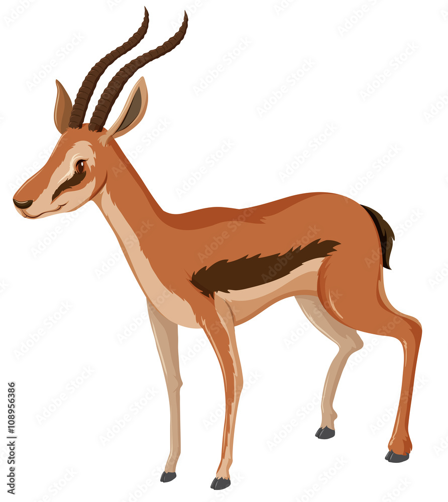 Antelope with sharp horns