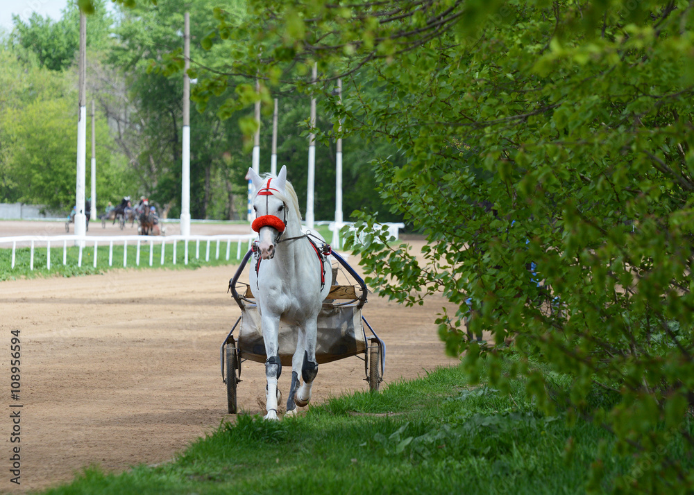 Beautiful gray trotter in training on the racetrack in summer