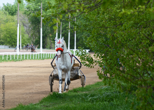 Beautiful gray trotter in training on the racetrack in summer