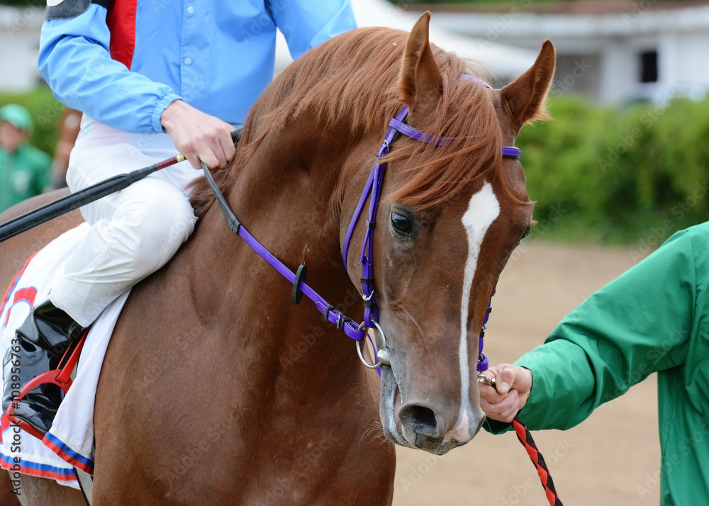 Portrait of red arabian stallion before a race