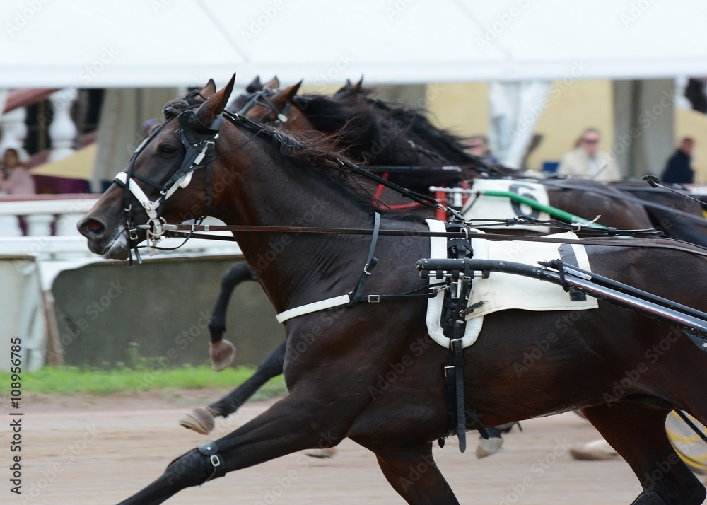 Portrait bay trotter in motion