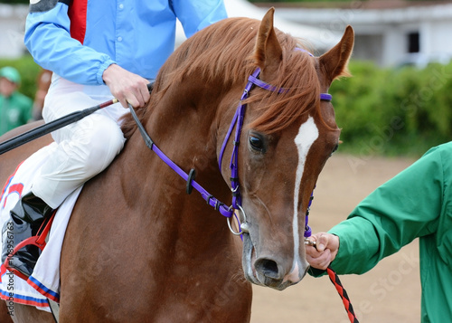 Portrait of red arabian stallion before a race