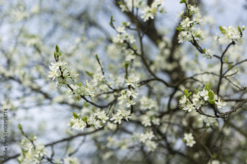 white flowers in the spring plum tree