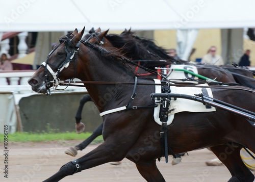 Obraz na płótnie Portrait bay trotter in motion w salonie