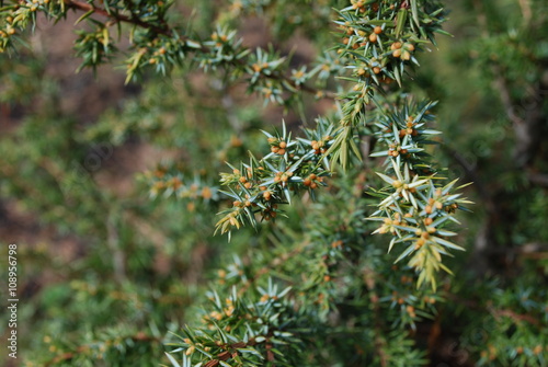 Common juniper  Juniperus communis Schneverdinger Goldmachangel  buds in April. Springtime.