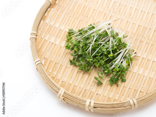 ブロッコリースプラウト