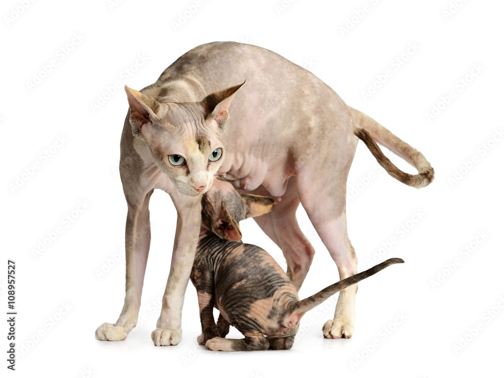kitten brood feeding by mother cat