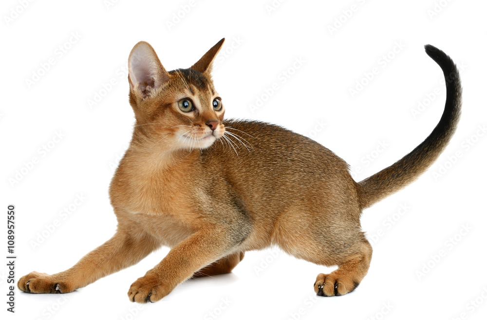 Cute kitten isolated on white background