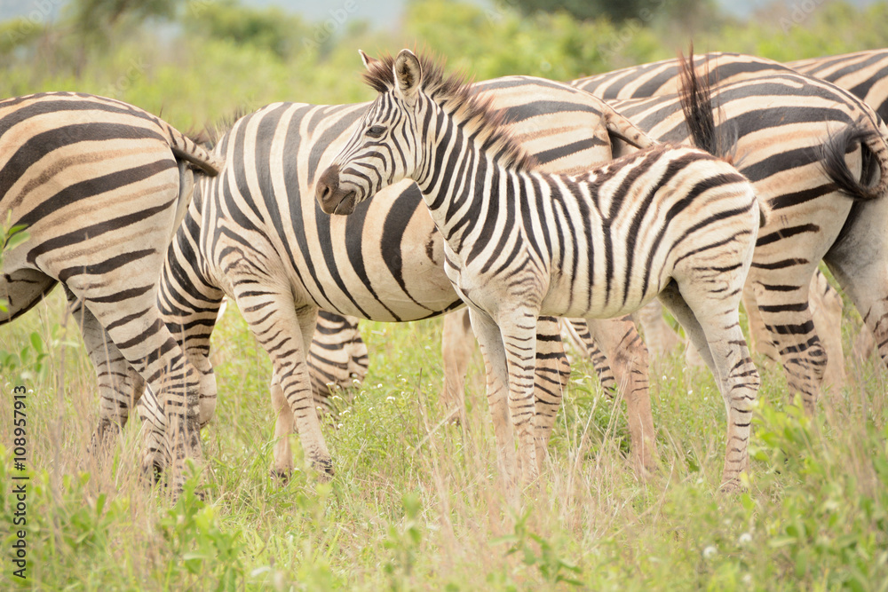 Fototapeta premium Burchell's zebra foal with the herd paying attention to other activity in the bush