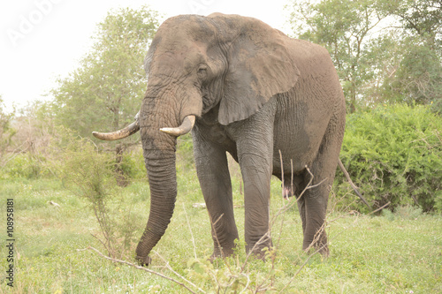 African elephant bull grazing peacefully 