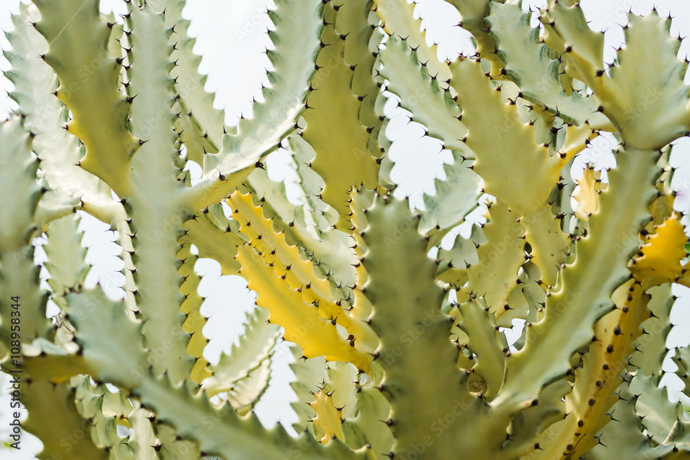 Naklejka premium Yellow green cactus against light blue sky. Nature, travel background